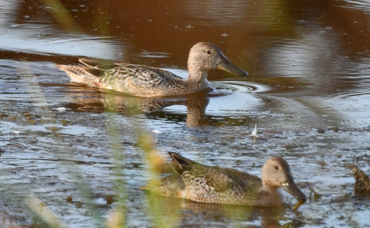 Cinnamon Teal - ML641123046