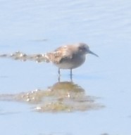 Baird's Sandpiper - ML641123049