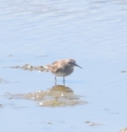 Baird's Sandpiper - ML641123050