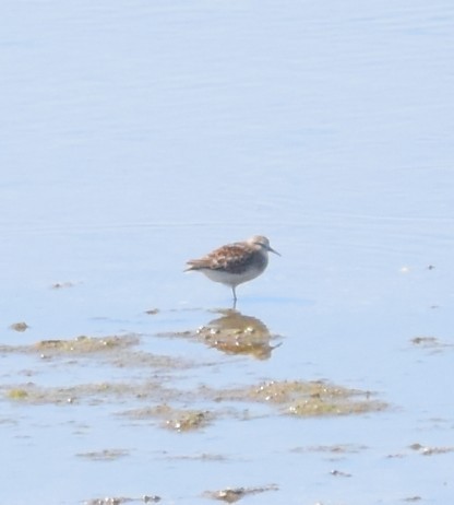 Baird's Sandpiper - ML641123051