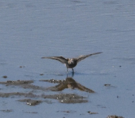 Baird's Sandpiper - ML641123053