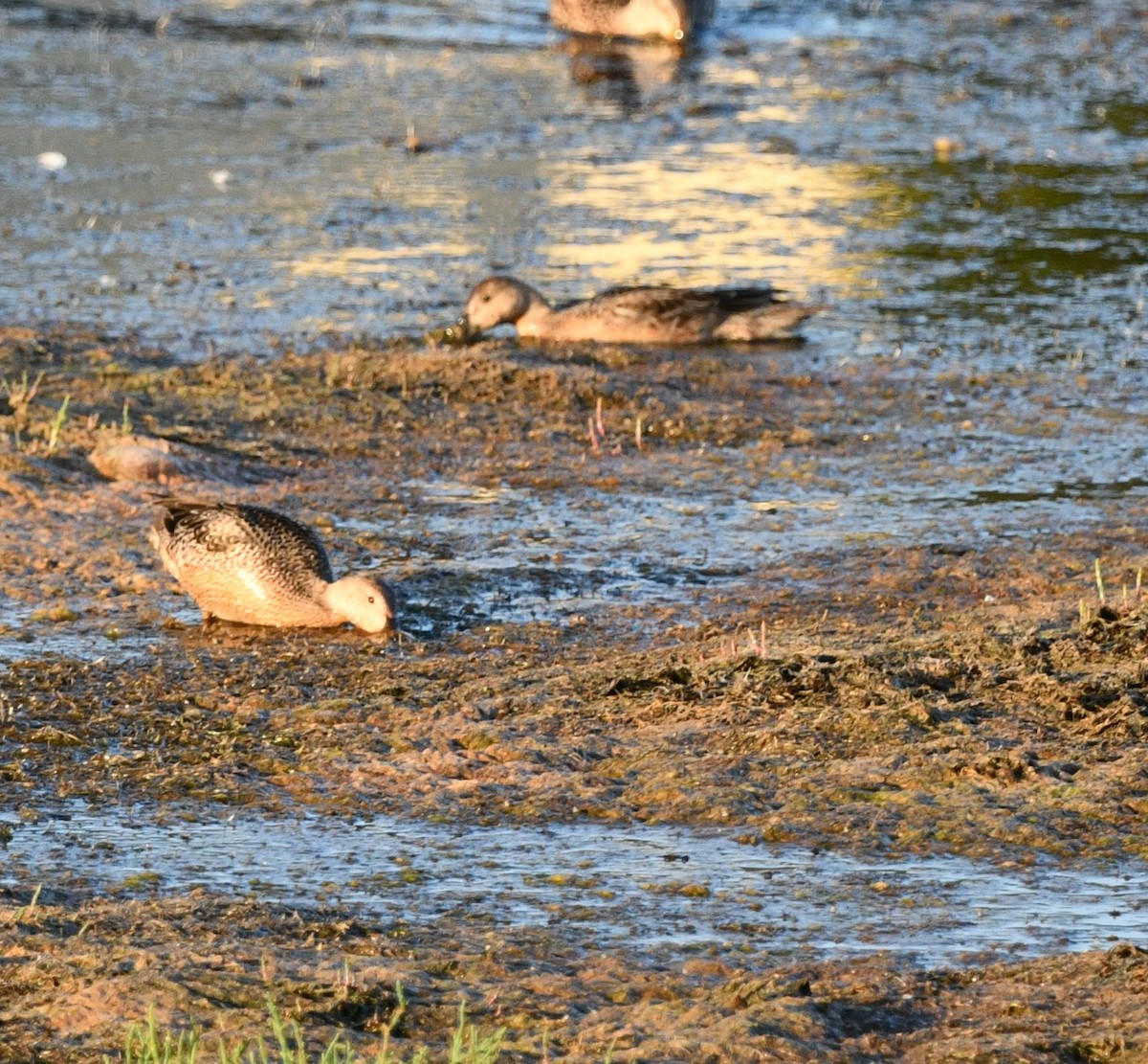 Cinnamon Teal - ML641123079