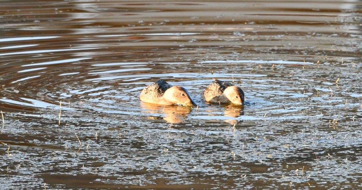 Cinnamon Teal - ML641123080