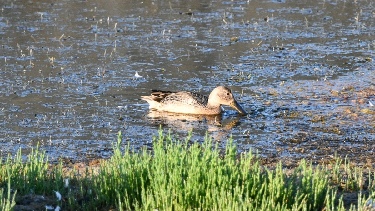 Cinnamon Teal - ML641123081
