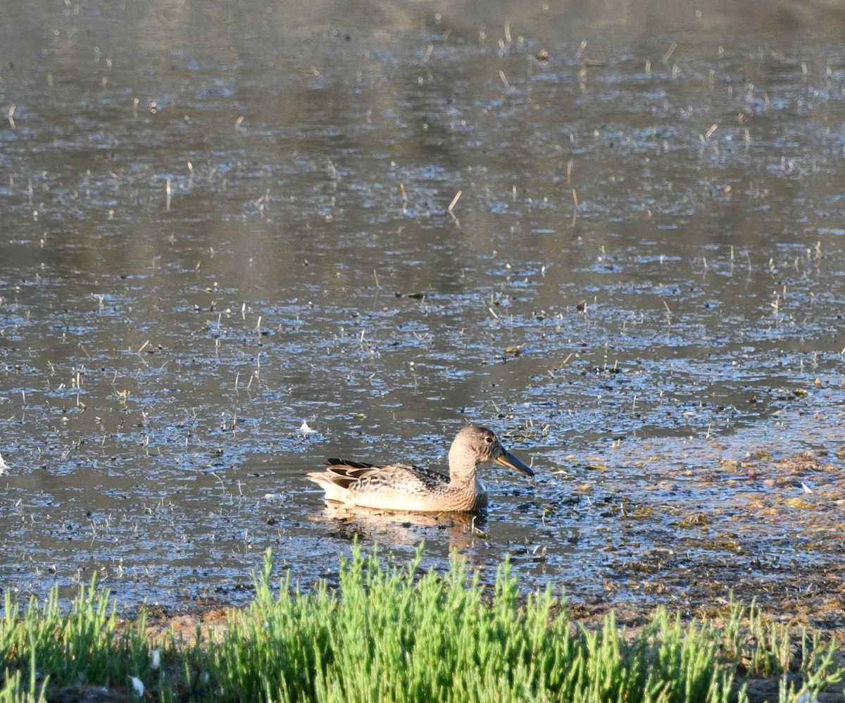 Cinnamon Teal - ML641123082