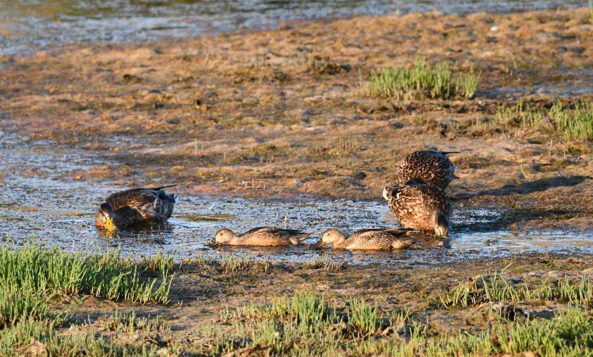 Cinnamon Teal - ML641123083