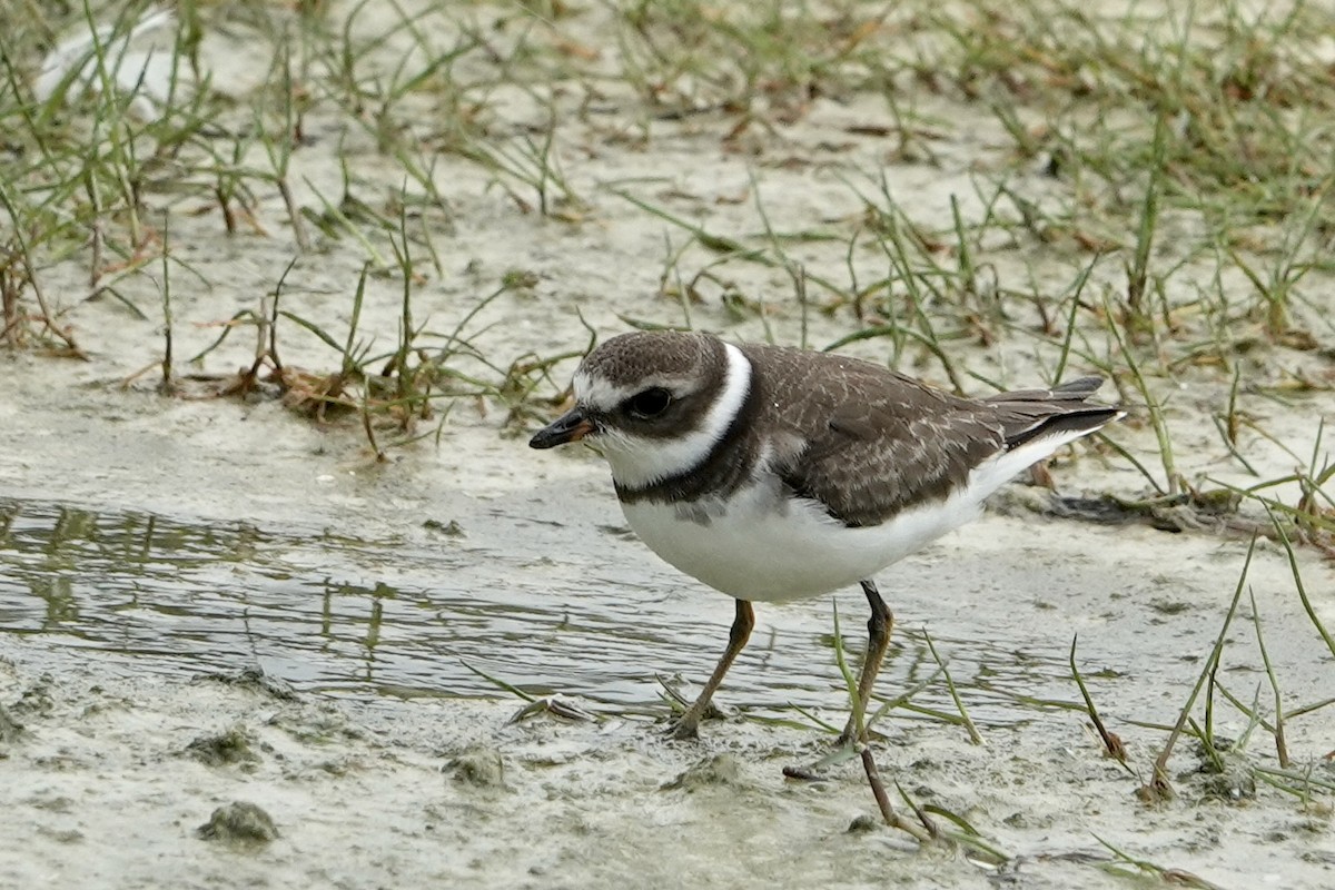 Semipalmated Plover - ML641123109