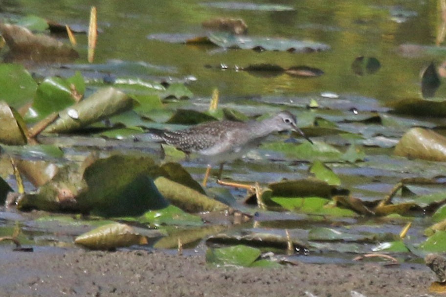 Lesser Yellowlegs - ML641123112