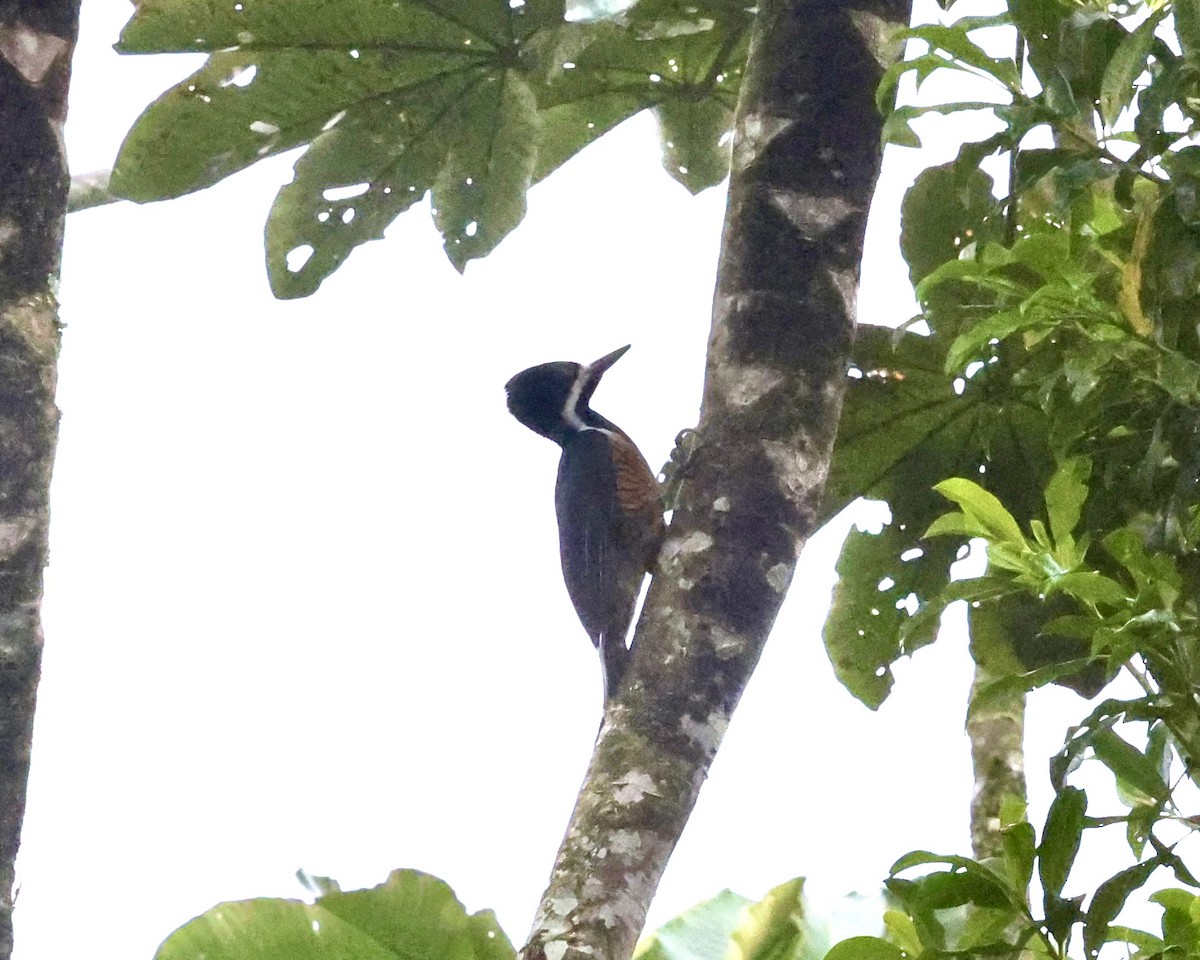 Powerful Woodpecker - ML641123125
