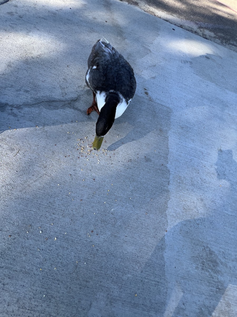 Mallard (Domestic type) - ML641123134