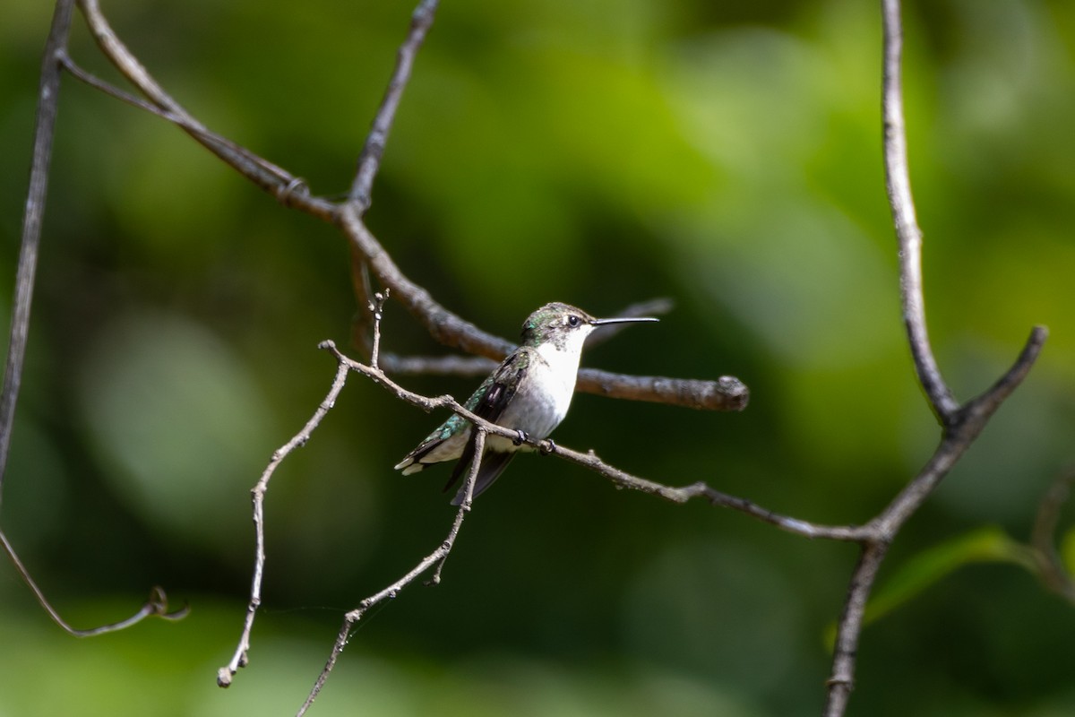 Ruby-throated Hummingbird - ML641123148