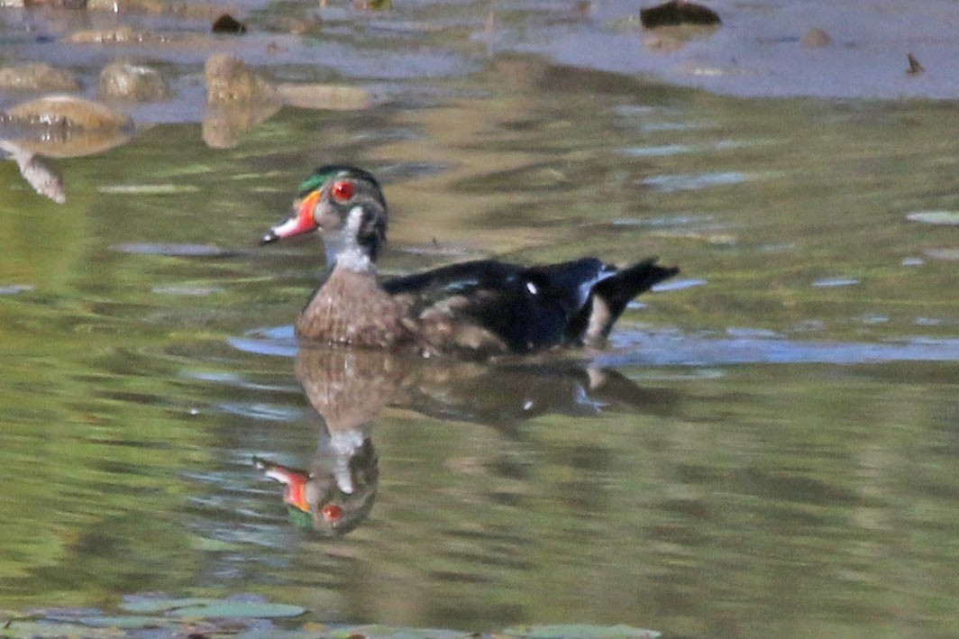 Wood Duck - ML641123149