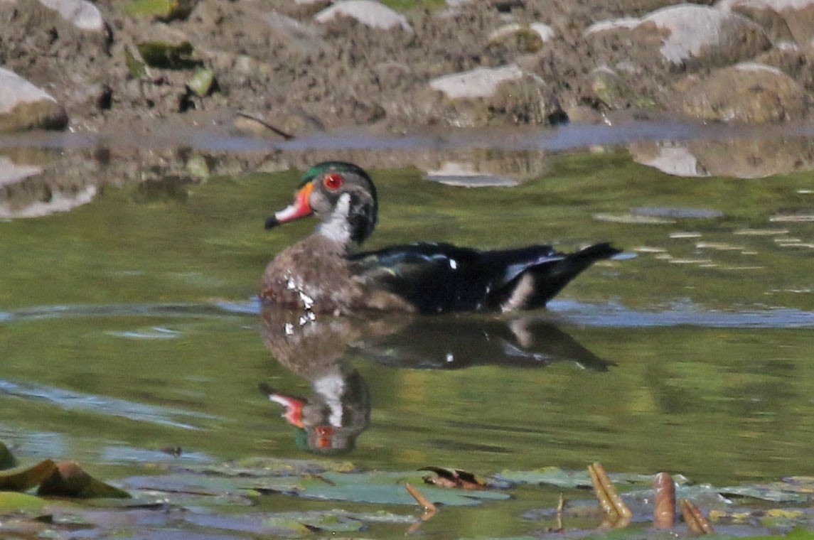 Wood Duck - ML641123163