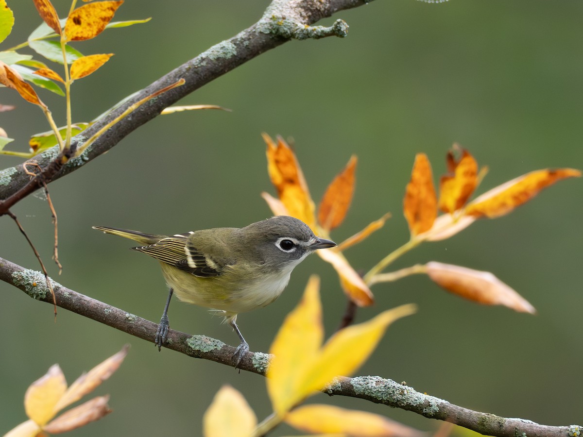 Blue-headed Vireo - ML641123171