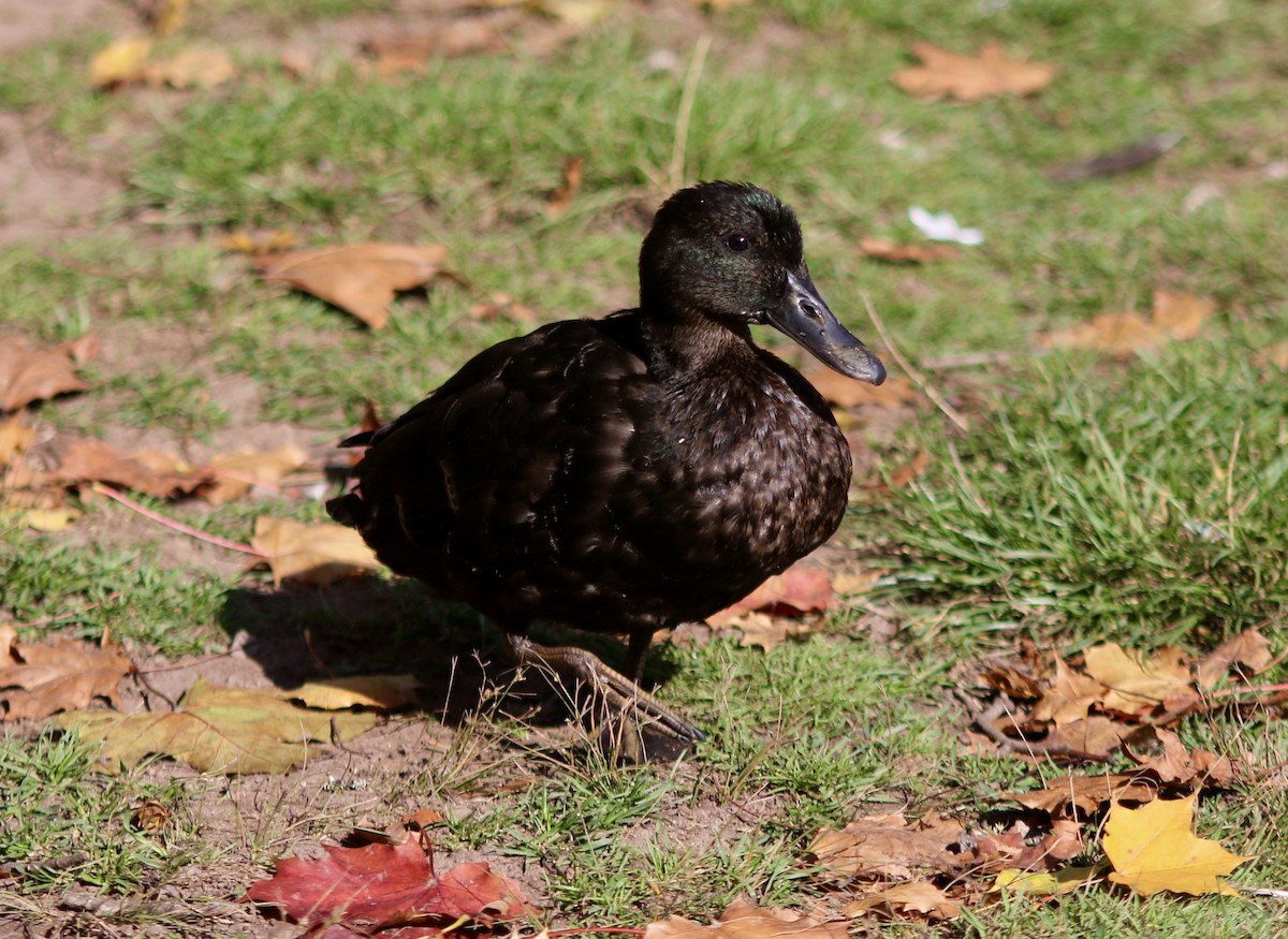 Mallard (Domestic type) - ML641123194