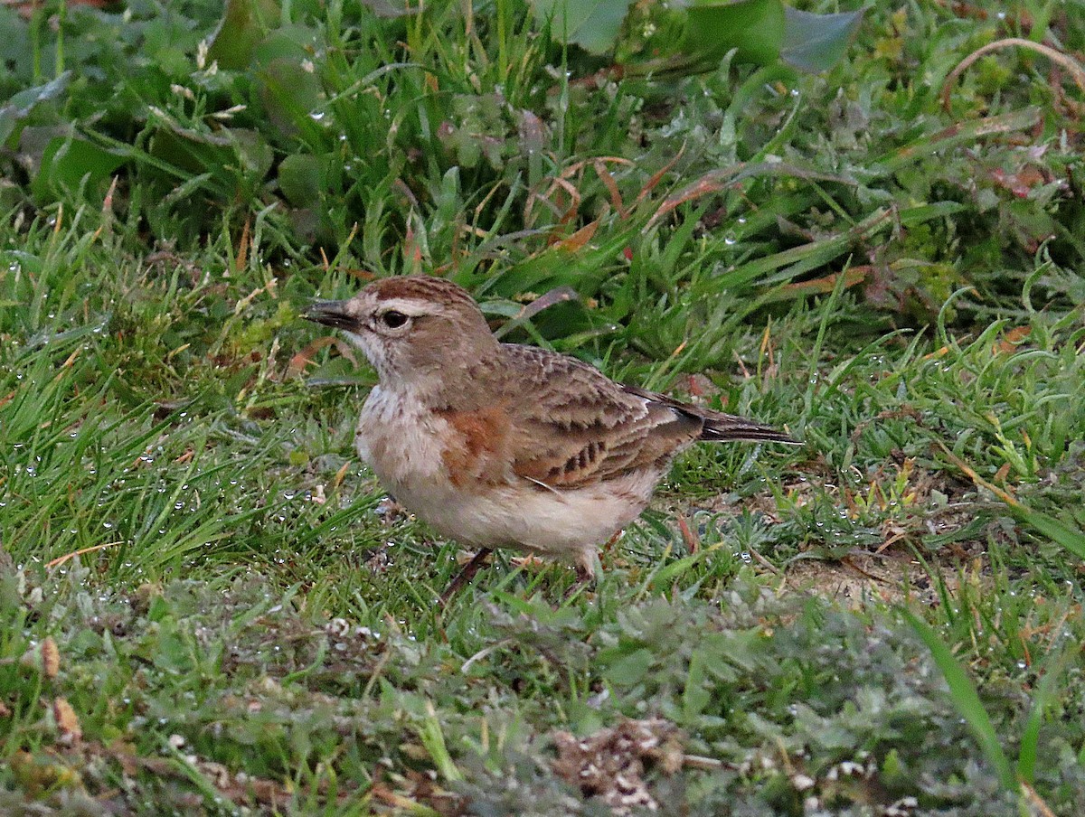 Red-capped Lark - ML641123202