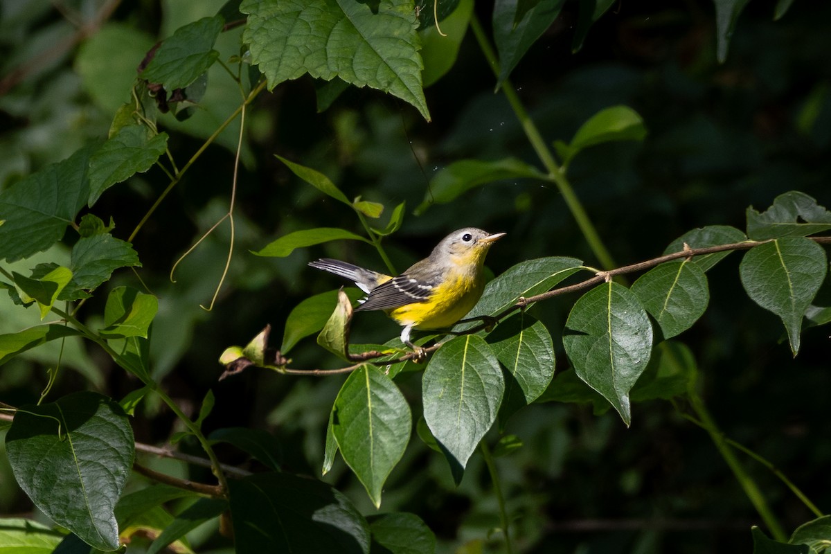 Magnolia Warbler - ML641123227