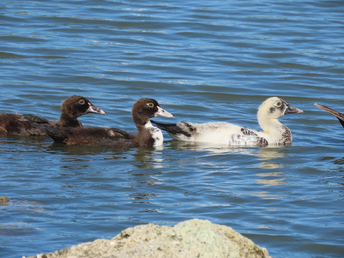 Muscovy Duck (Domestic type) - ML641123264