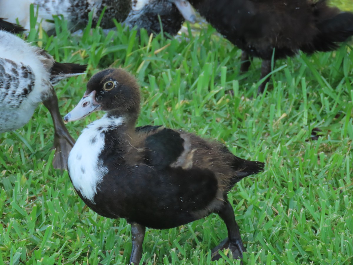 Muscovy Duck (Domestic type) - ML641123266