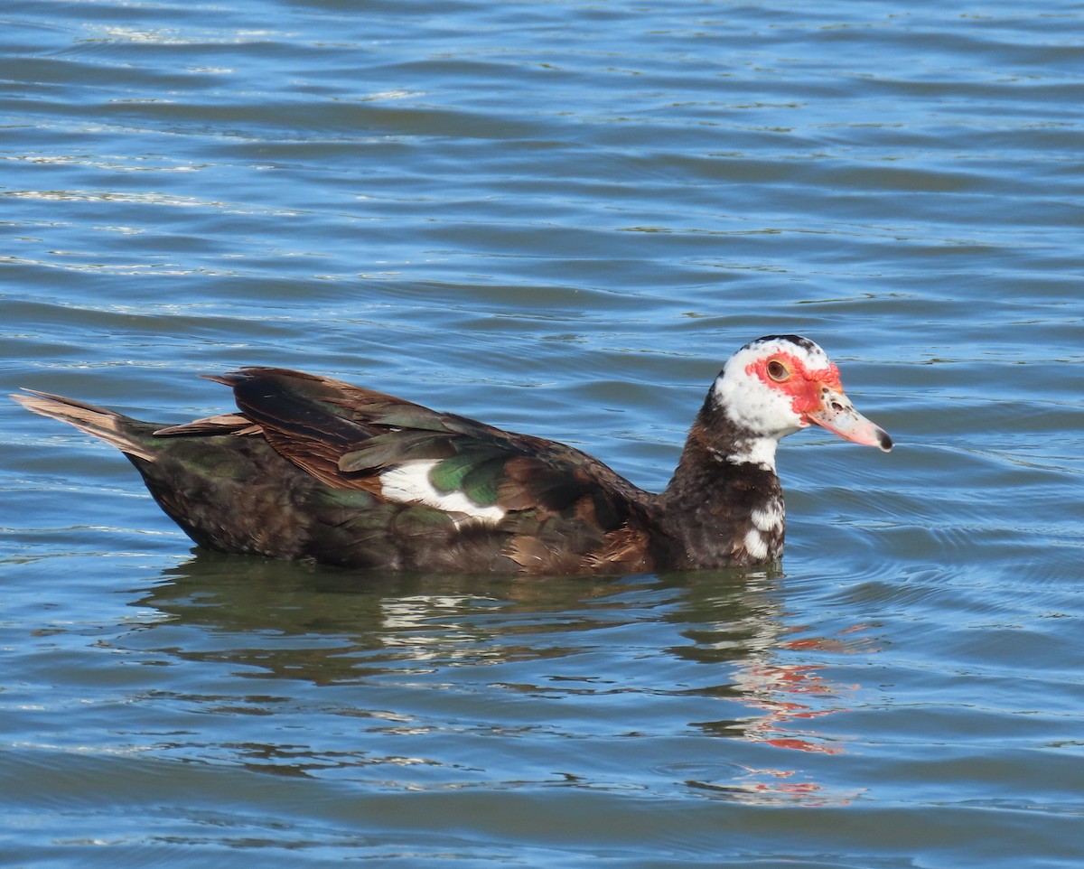 Muscovy Duck (Domestic type) - ML641123267