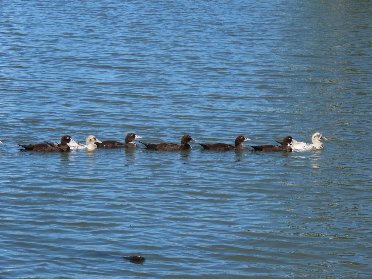 Muscovy Duck (Domestic type) - ML641123268