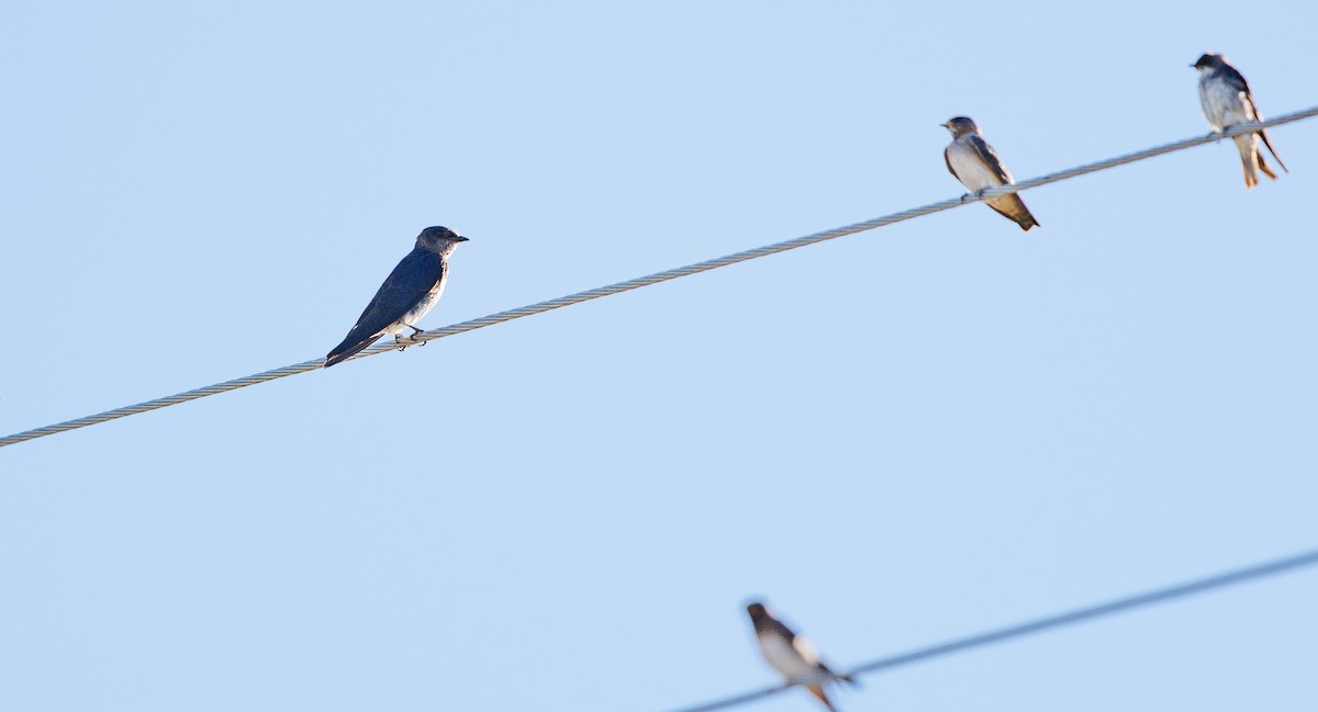 Purple Martin - ML641123270