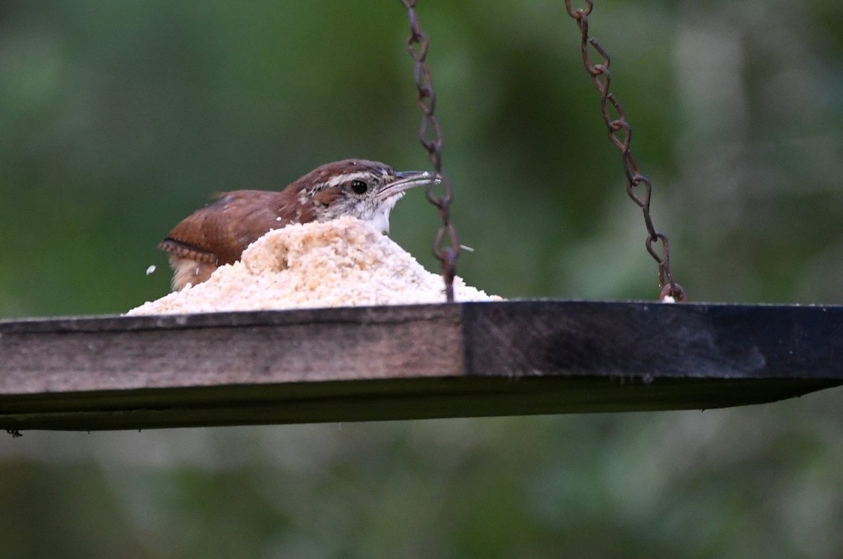 Carolina Wren - ML641123298