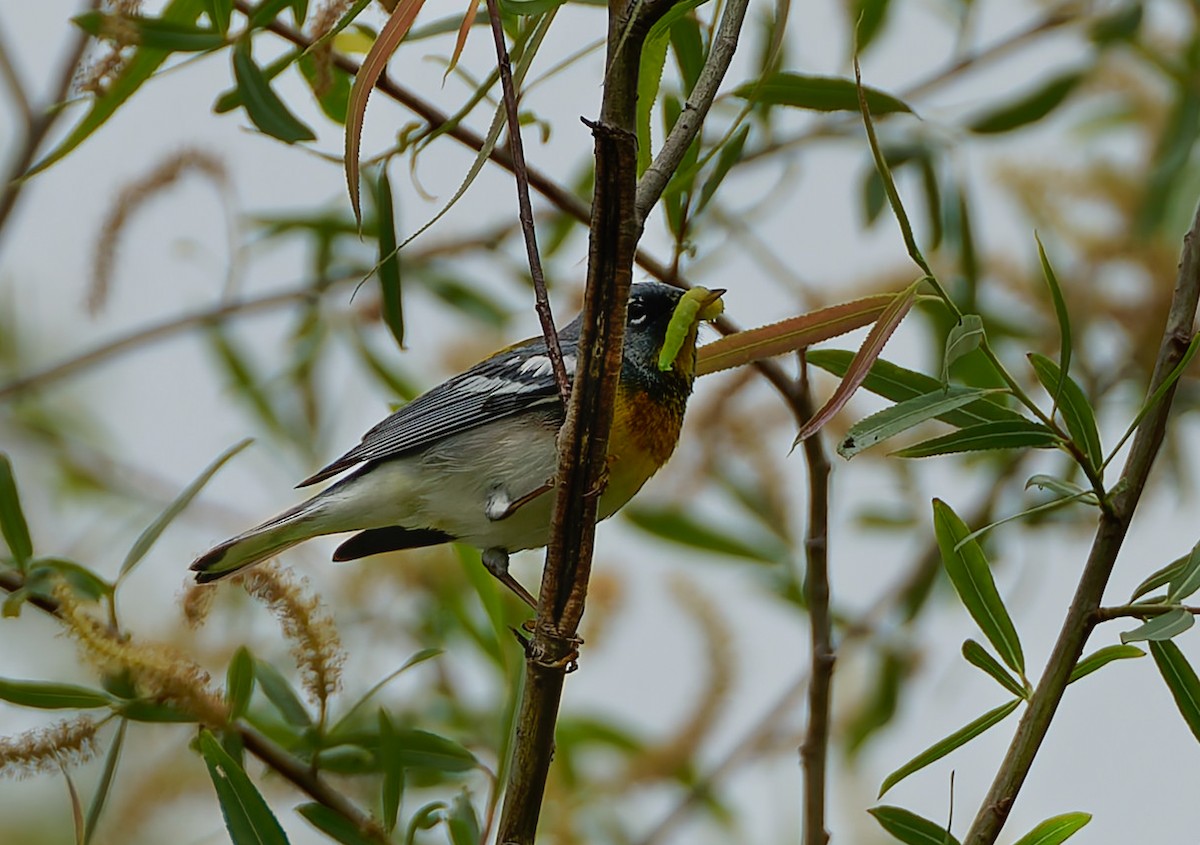 Northern Parula - ML641123301