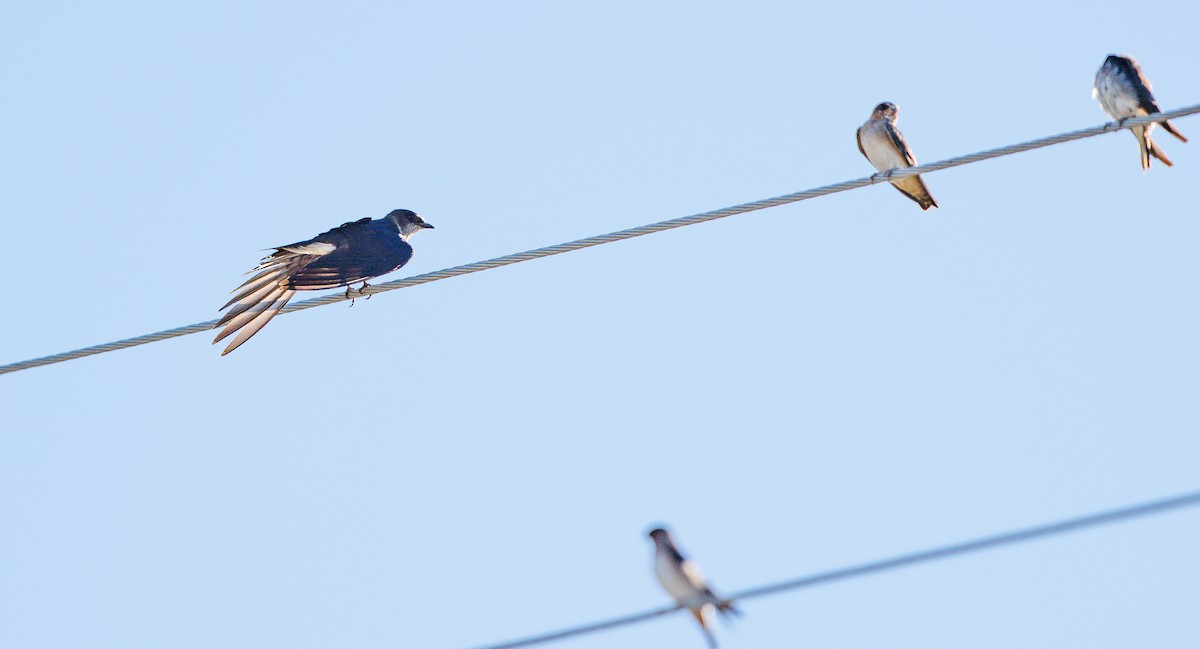 Purple Martin - ML641123328