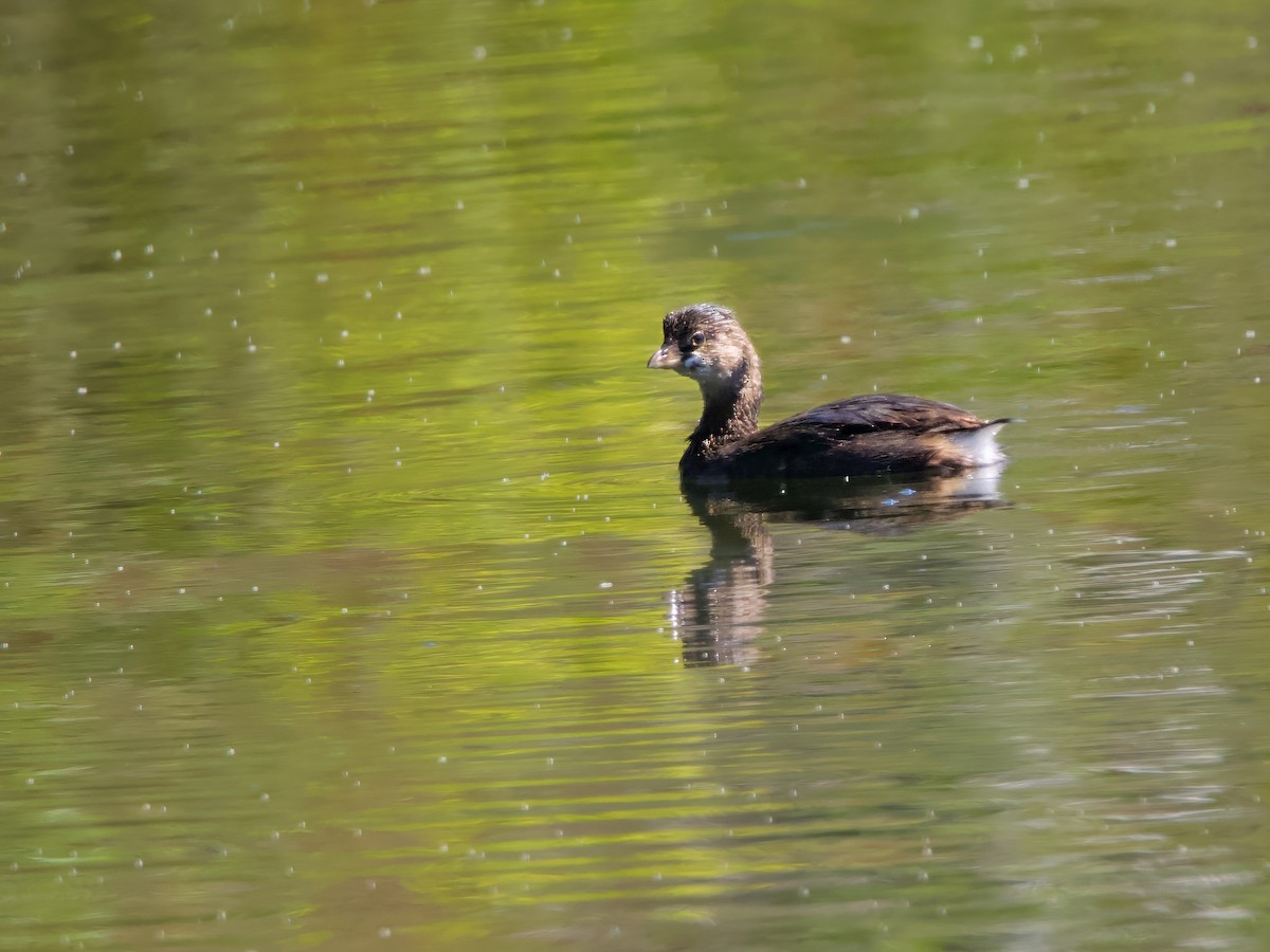 Pied-billed Grebe - ML641123334