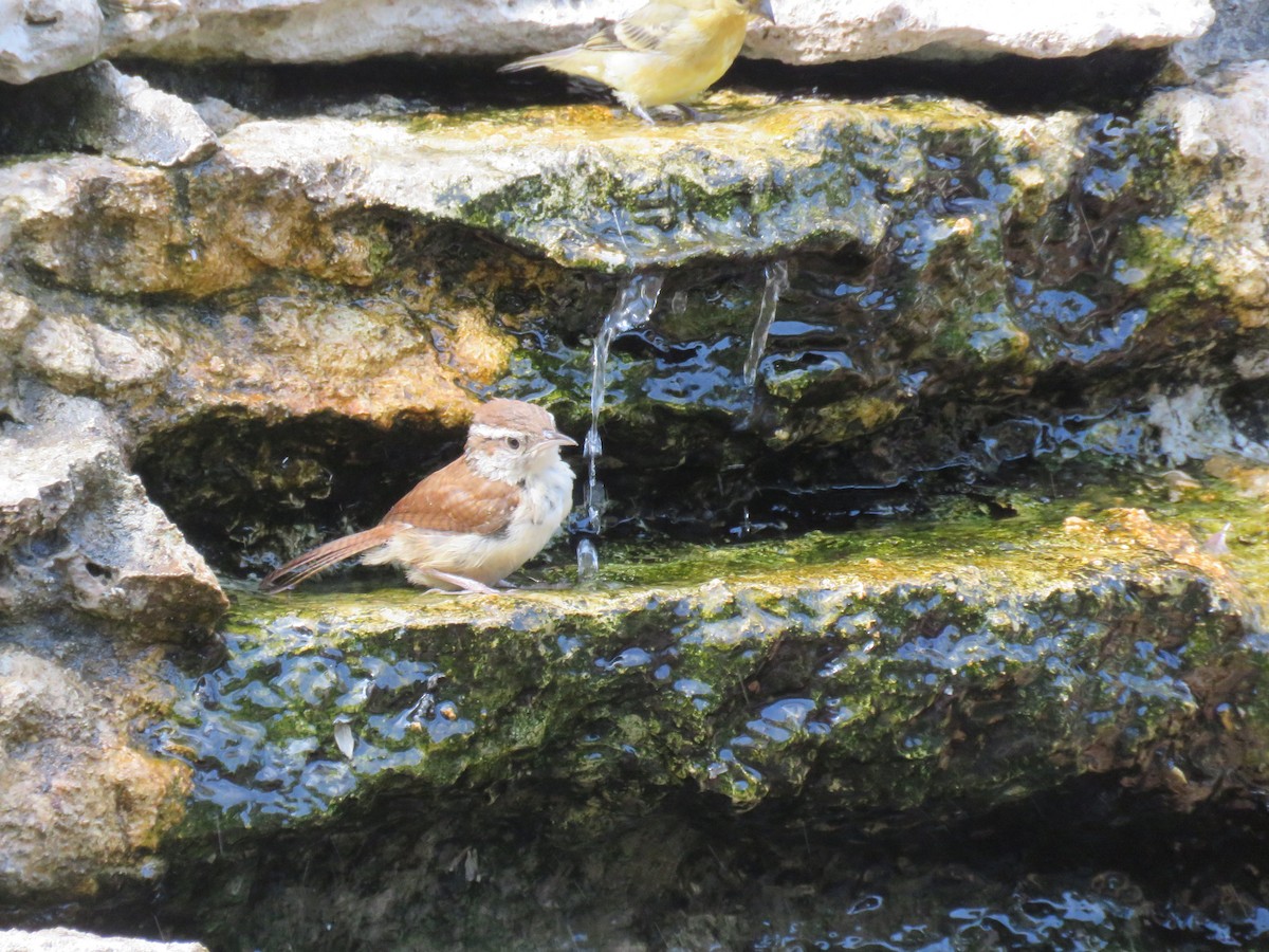 Carolina Wren - ML641123335