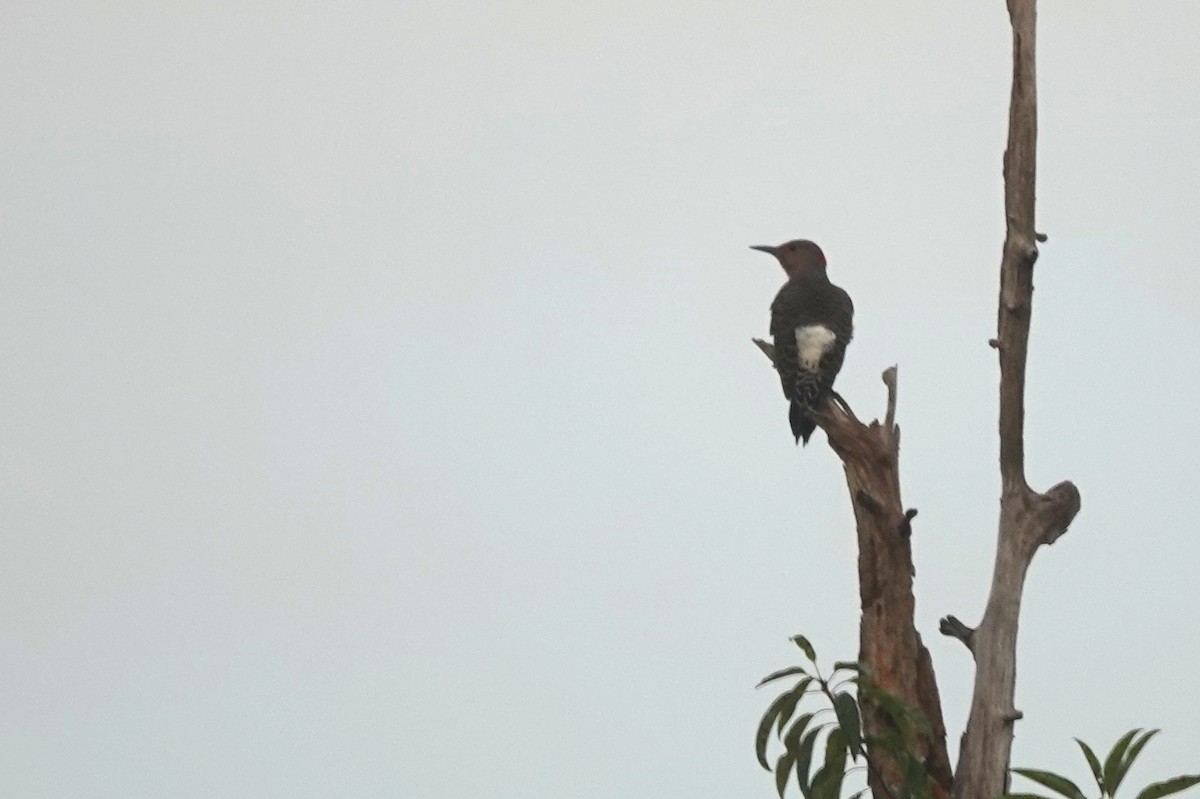 Northern Flicker - ML641123336