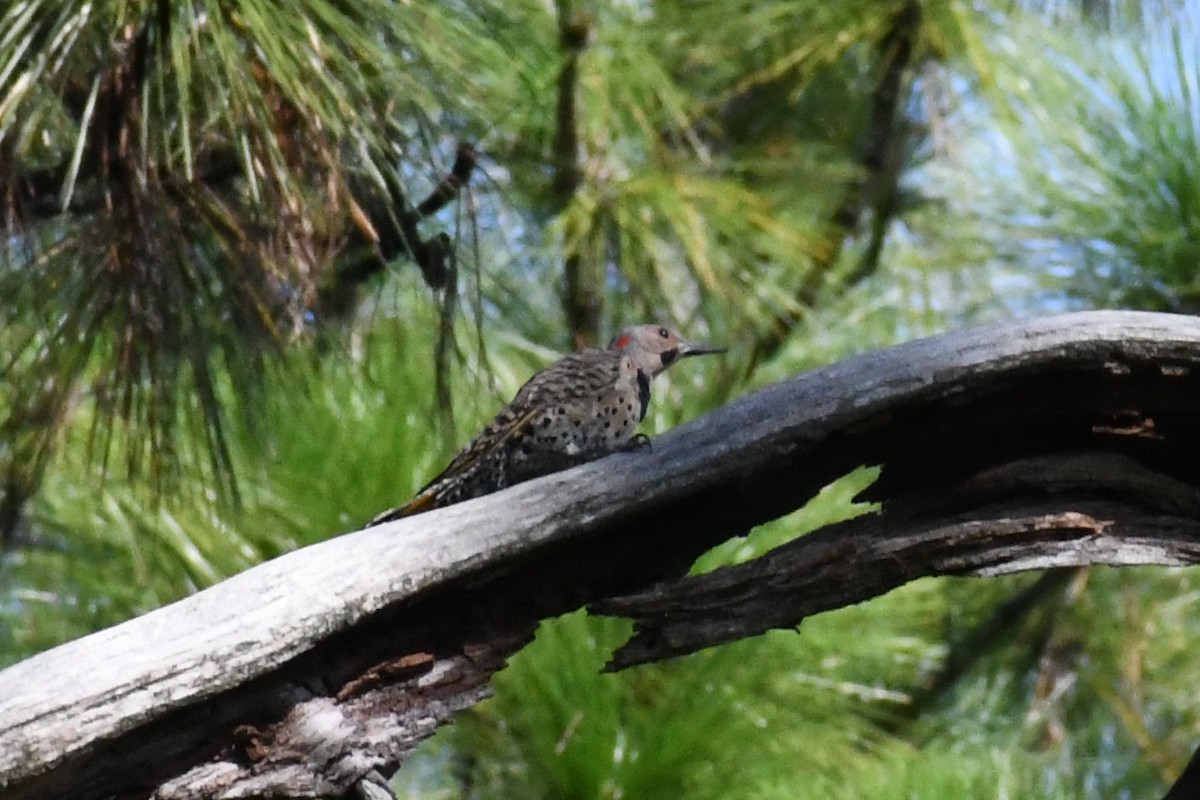 Northern Flicker (Yellow-shafted) - ML641123352