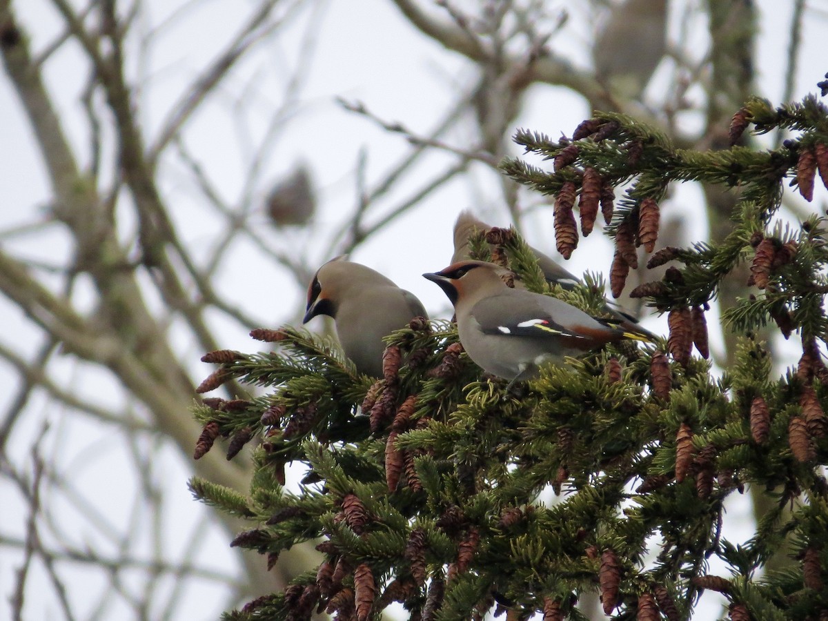 Bohemian Waxwing - ML641123405