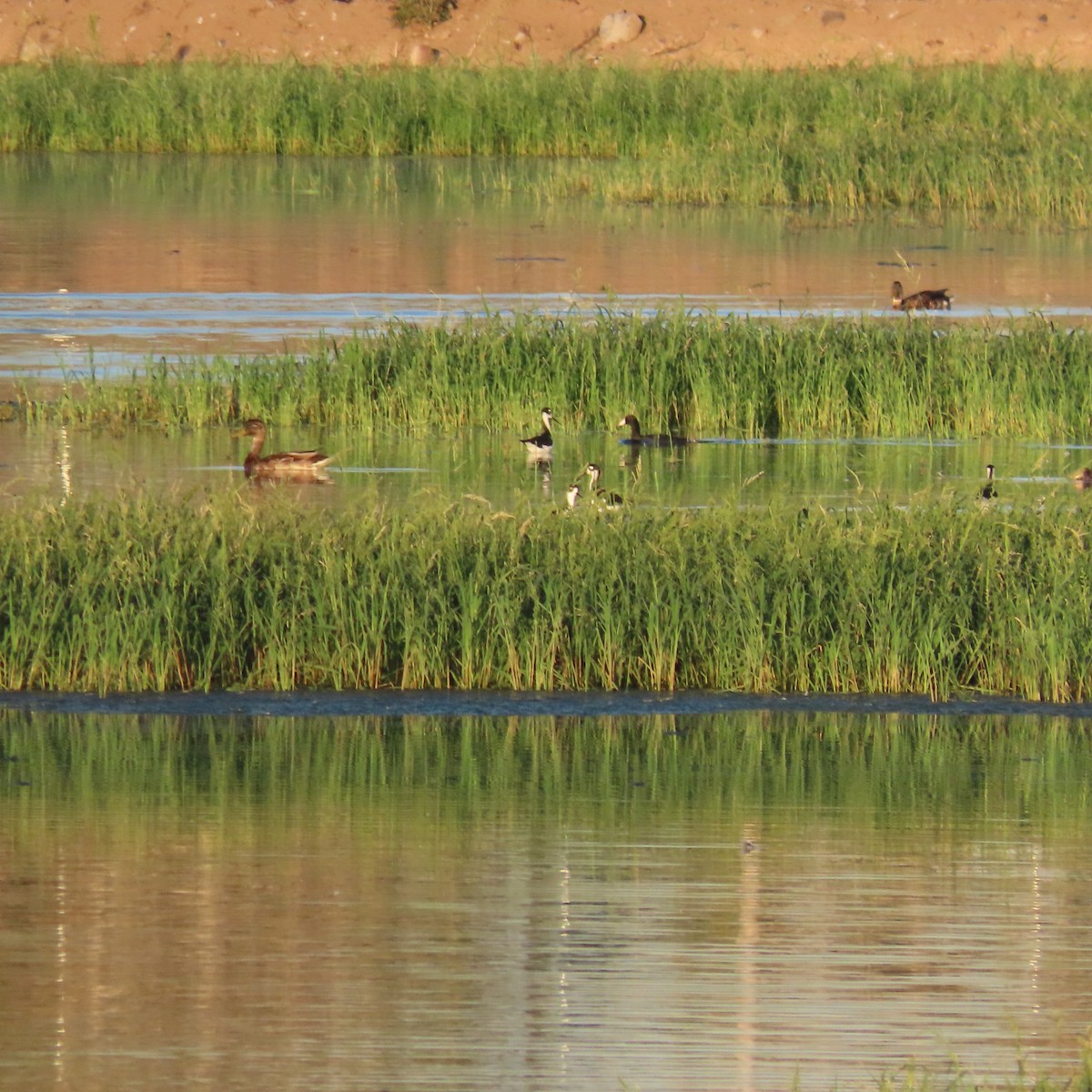 American Coot - ML641123435