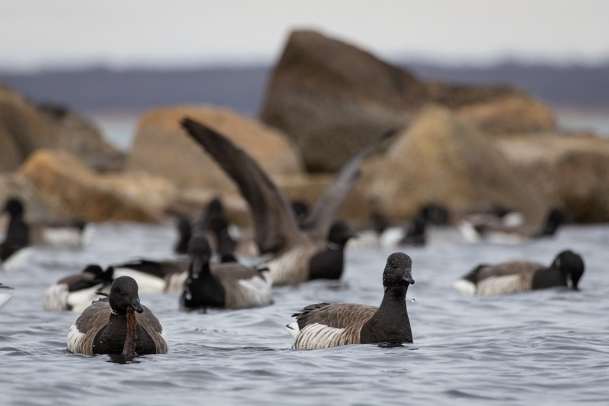 Brant (Atlantic) - ML641123440