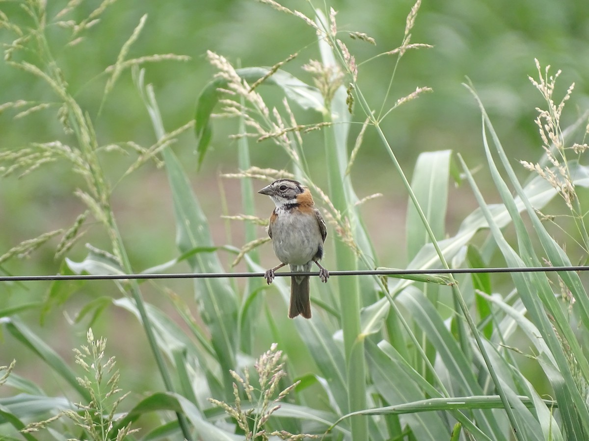 Rufous-collared Sparrow - ML641123451