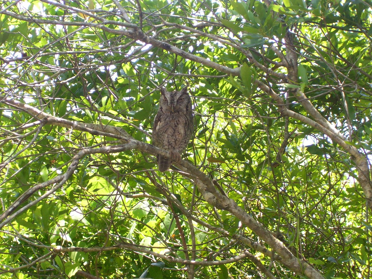 Eastern Screech-Owl - ML641123452