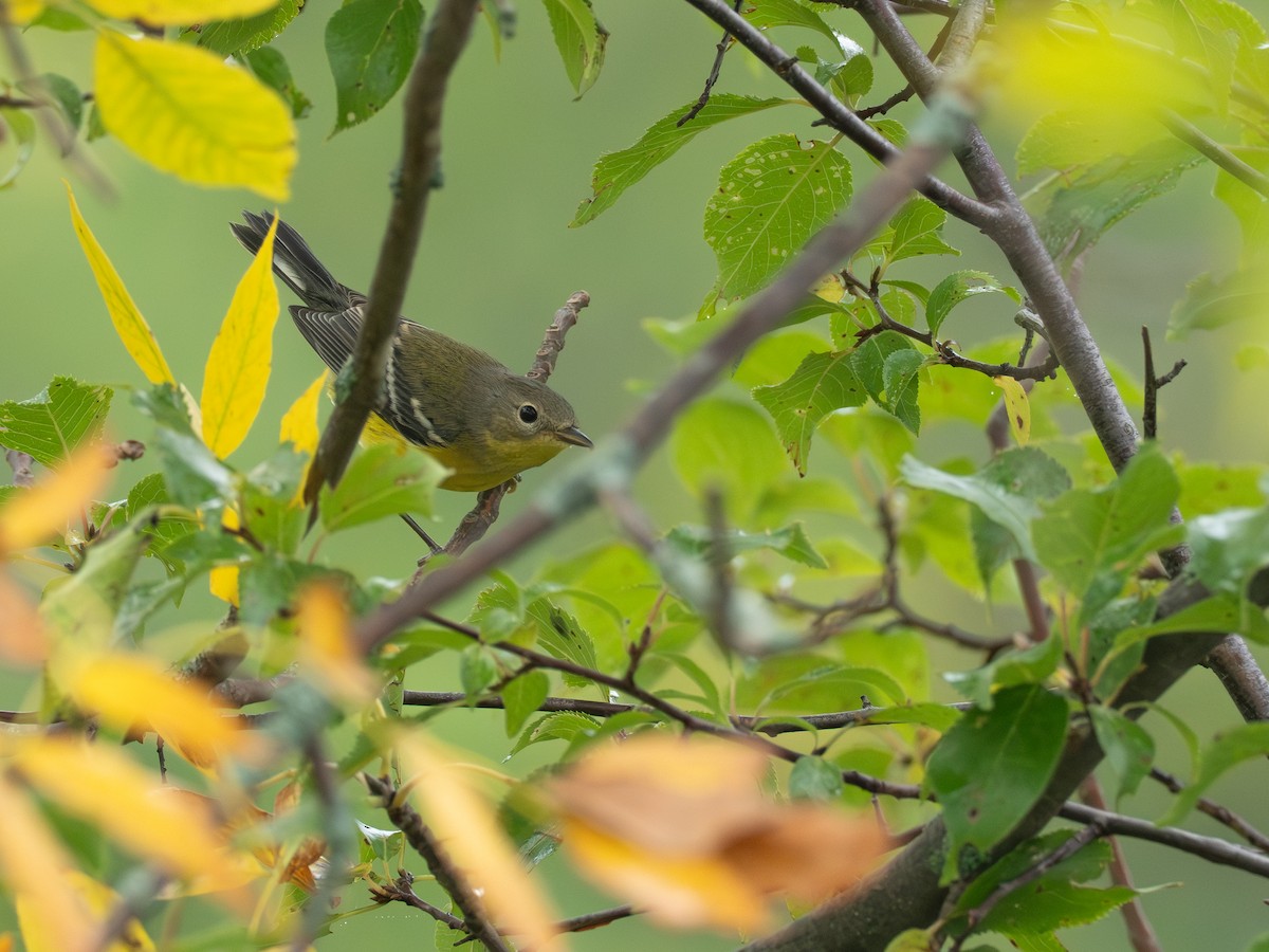 Magnolia Warbler - ML641123461