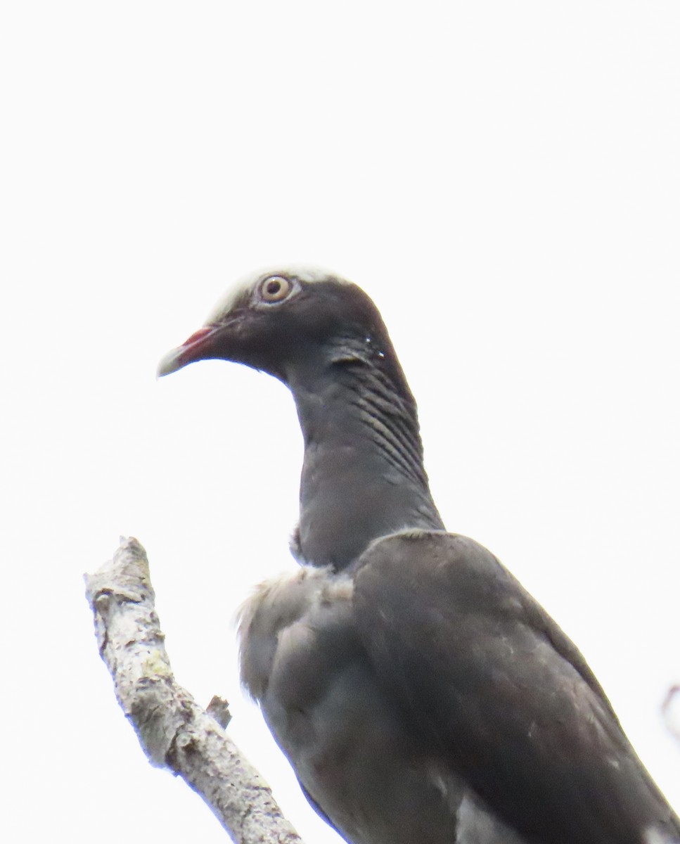 White-crowned Pigeon - ML641123466