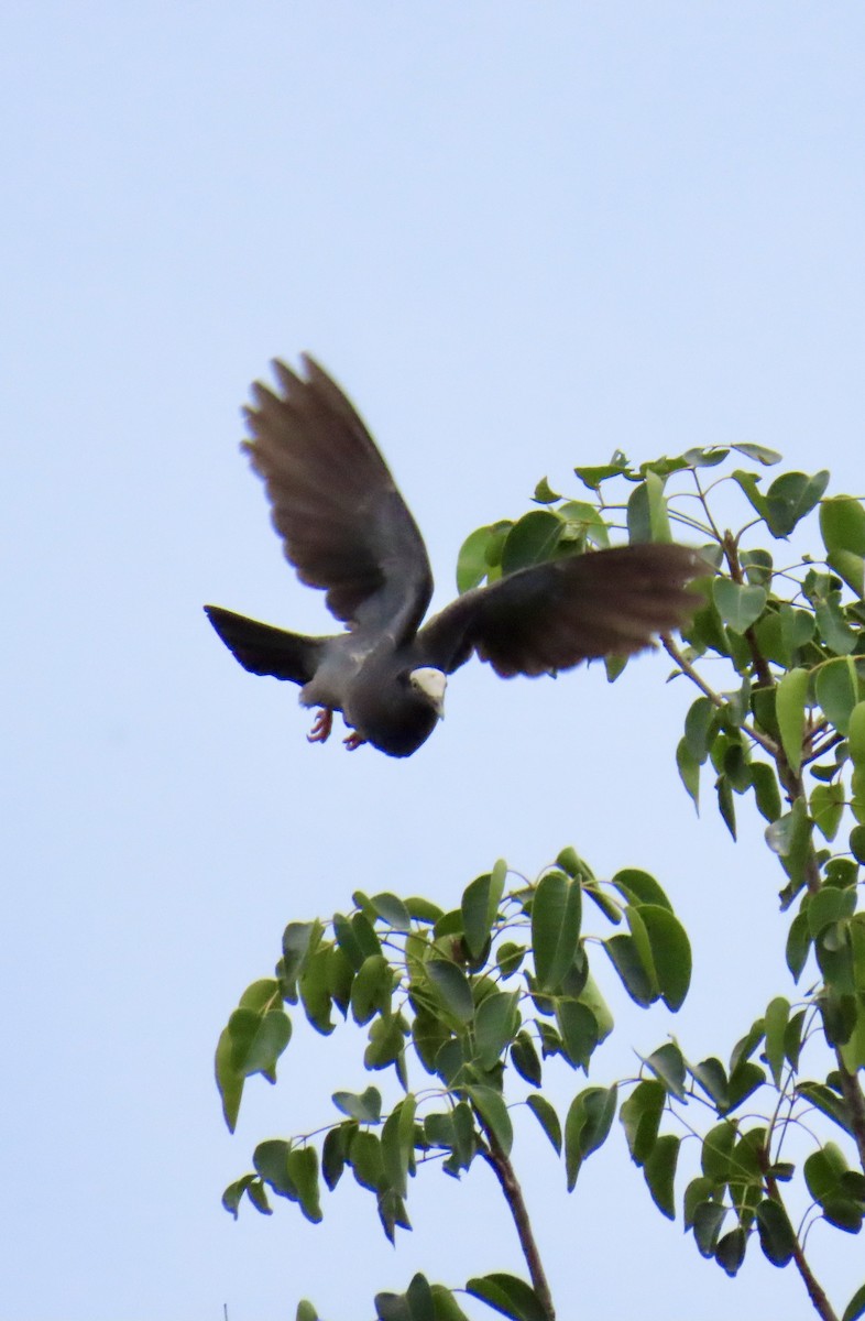 White-crowned Pigeon - ML641123467