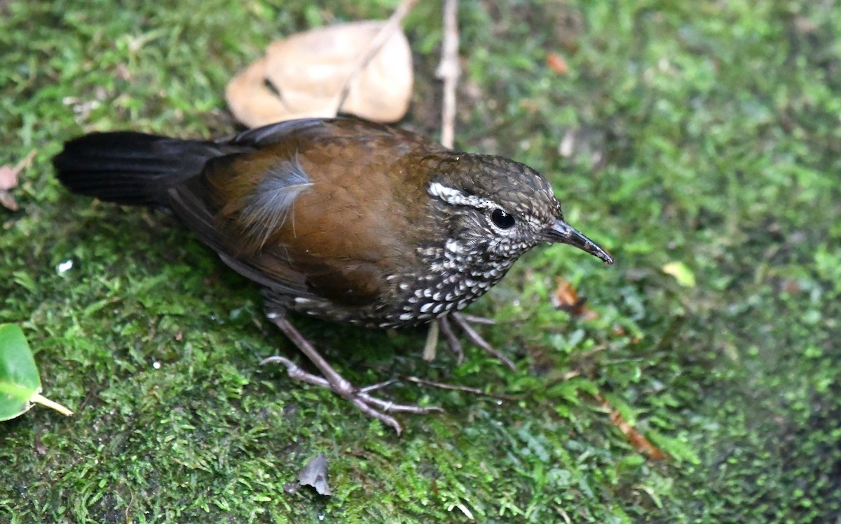 Sharp-tailed Streamcreeper - ML641123470