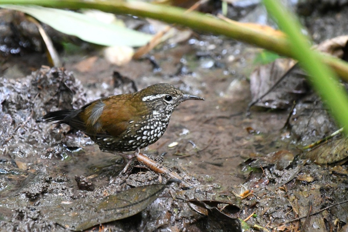 Sharp-tailed Streamcreeper - ML641123471