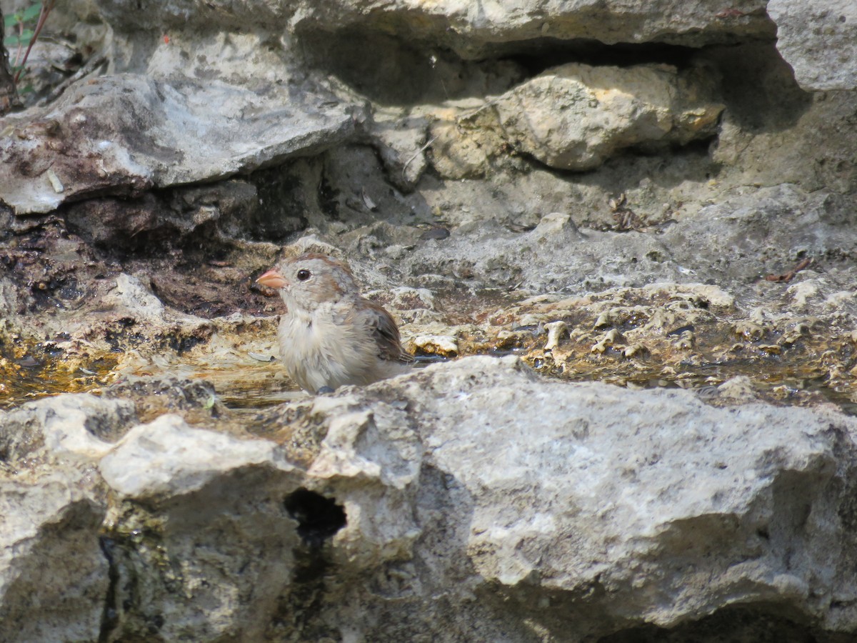 Field Sparrow - ML641123475