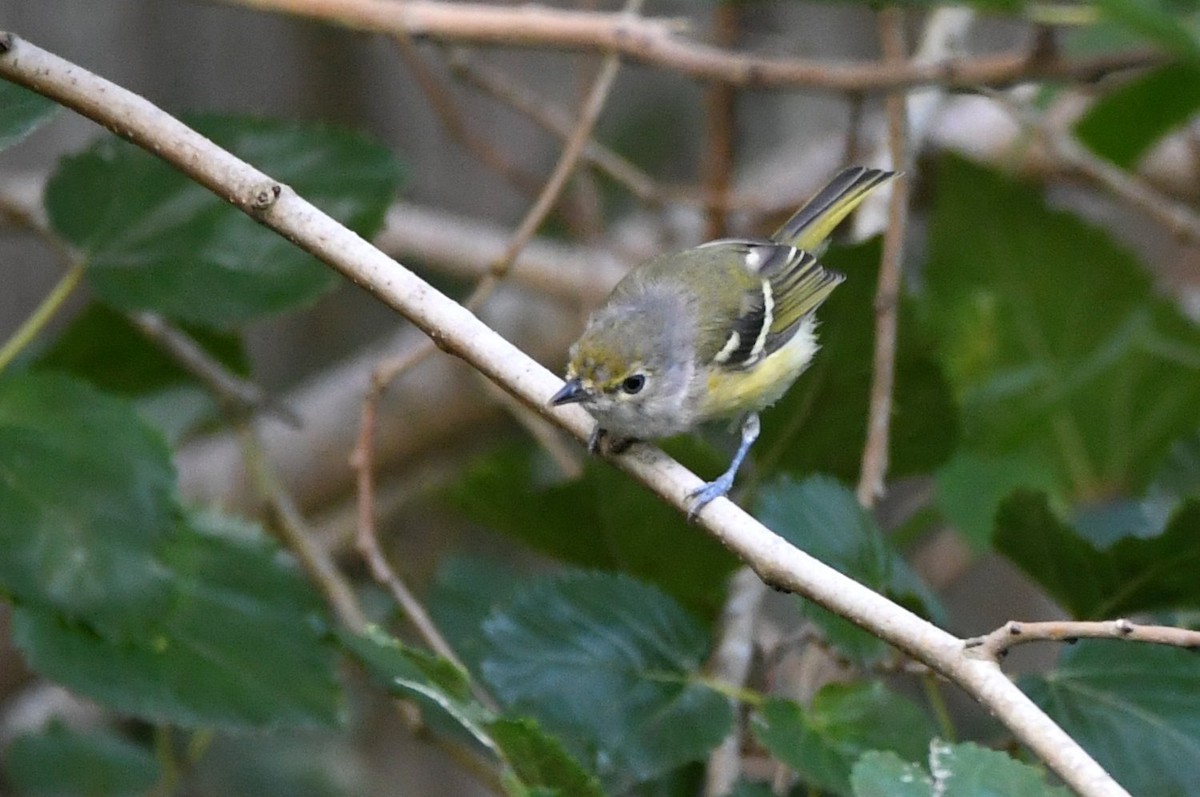 White-eyed Vireo - ML641123487