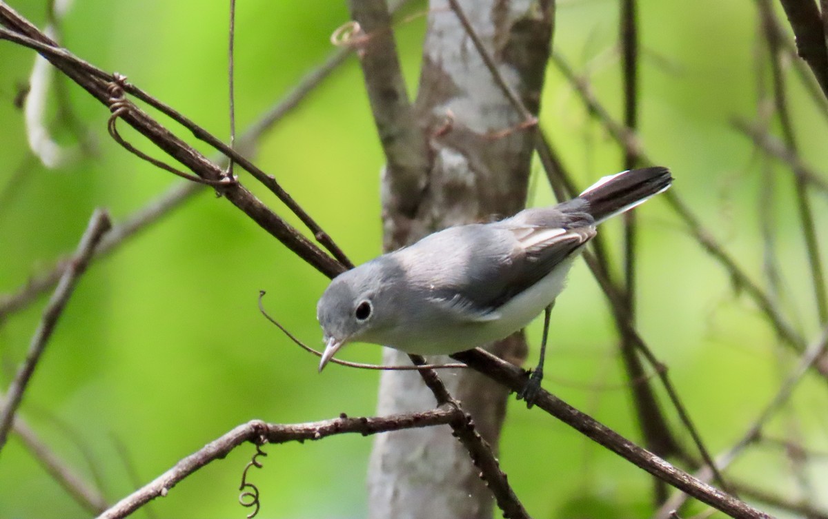 Blue-gray Gnatcatcher - ML641123493