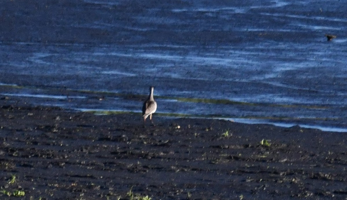 Greater Yellowlegs - ML641123506