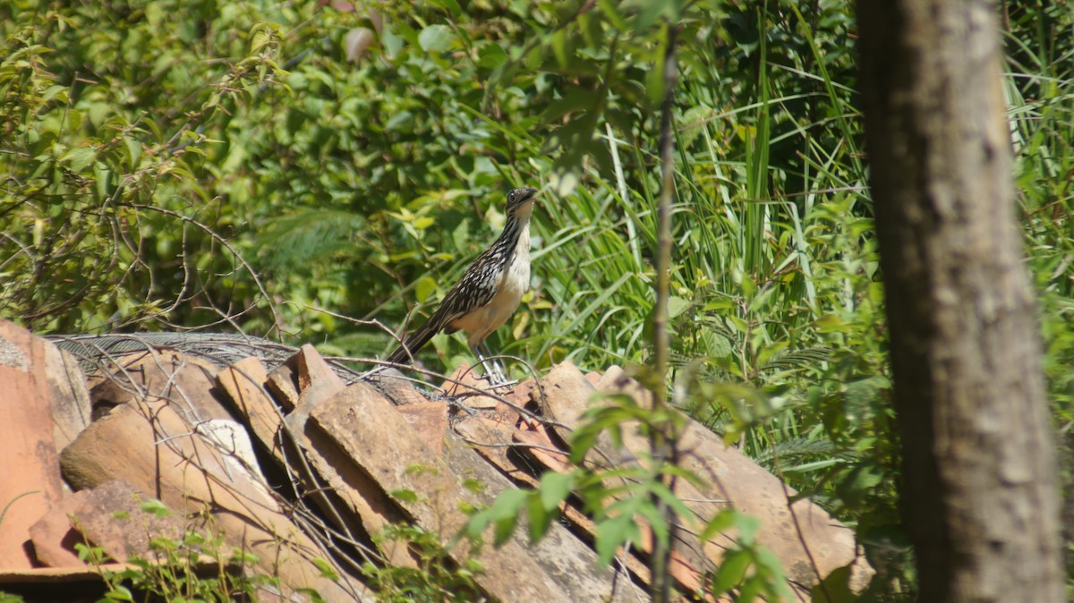 Lesser Roadrunner - ML641123513