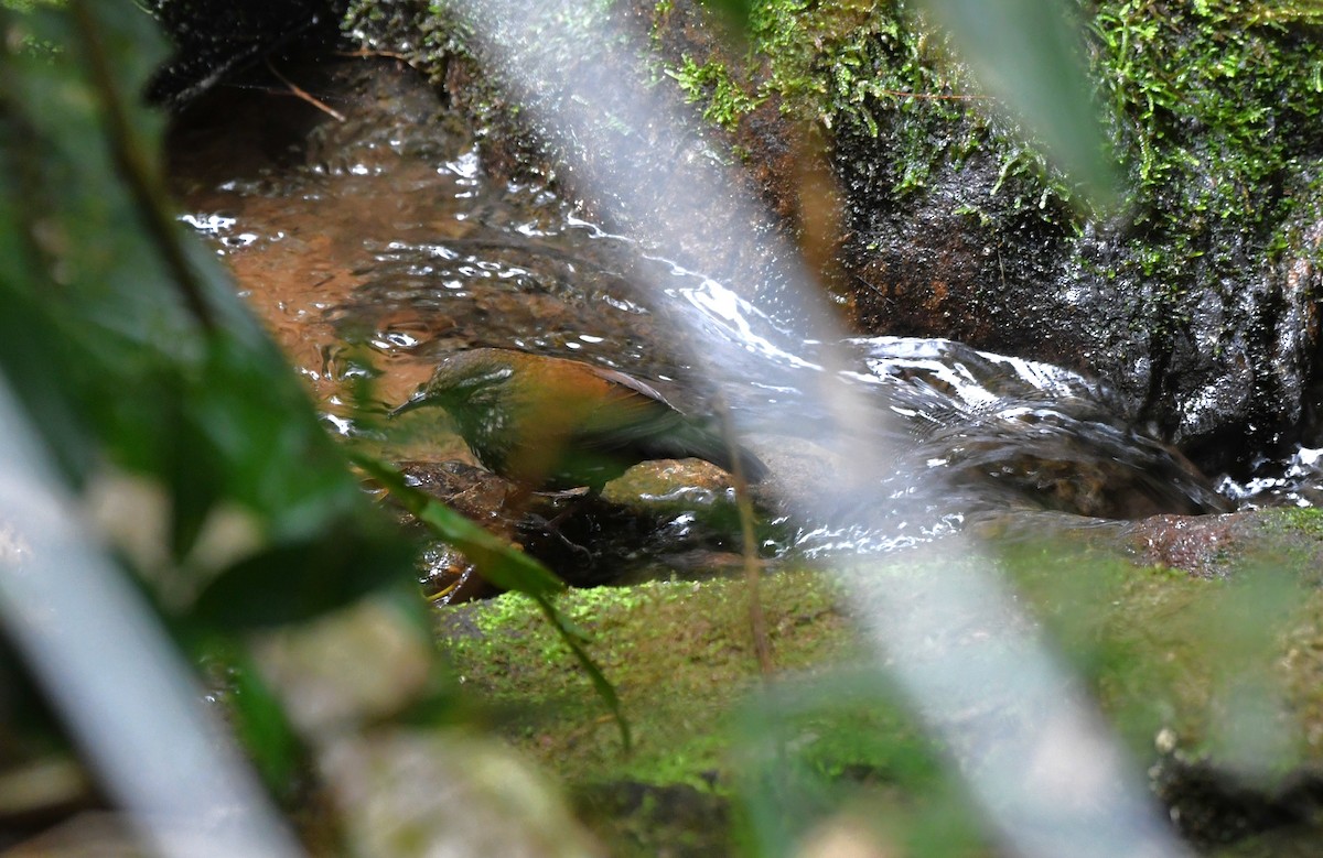 Sharp-tailed Streamcreeper - ML641123518