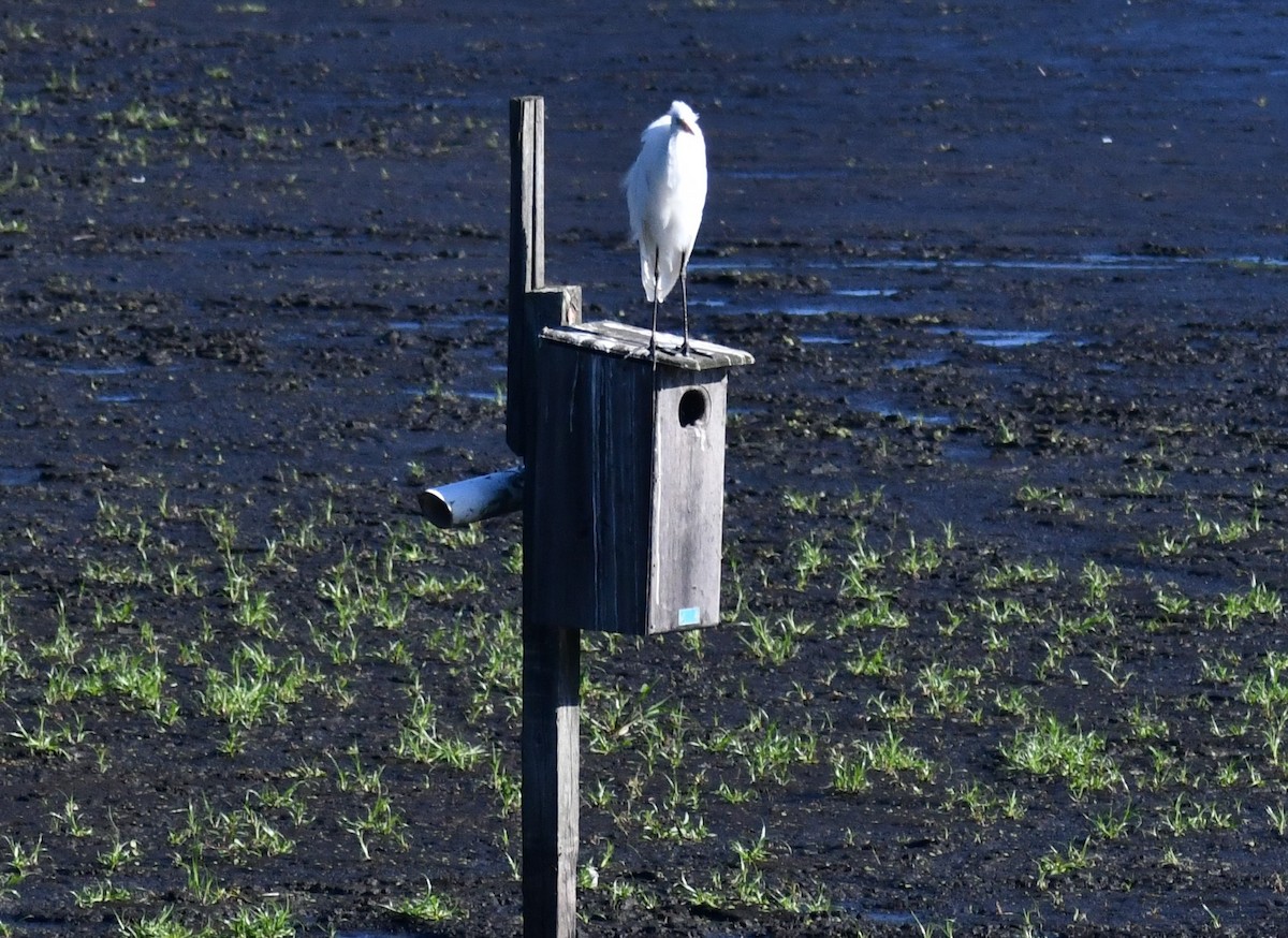 Great Egret - ML641123522